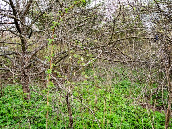 Underbrush Clearing in San Ramon