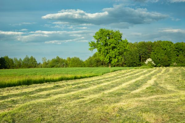 Cost of Vegetation Removal in San Ramon