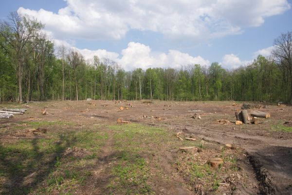 Cost of Pasture Clearing in San Ramon