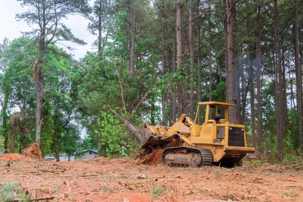 Forest Thinning in San Ramon