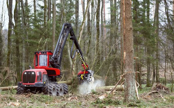 Cost of Forest Clearance Service in San Ramon