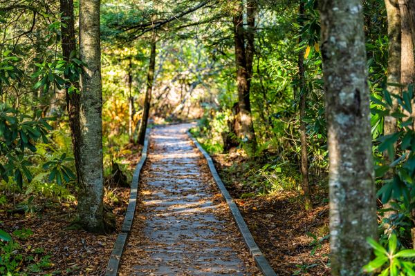 Cost of Trail Clearing in San Ramon
