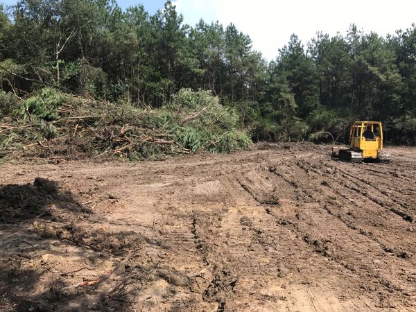Cost of Thicket Clearing in San Ramon